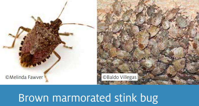 DAFF - Brown Marmorated stink bug.png
